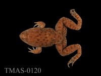 藏品(虎皮蛙)的圖片